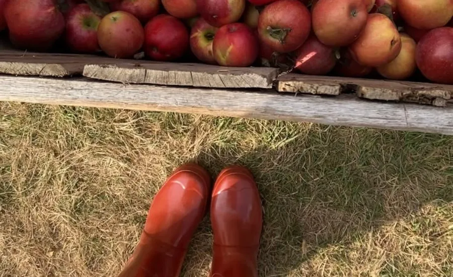 apple-picking-aesthetic-circus-sociology-leisure