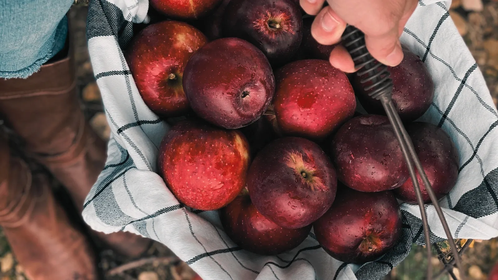 apple-picking-aesthetic-circus-sociology-leisure