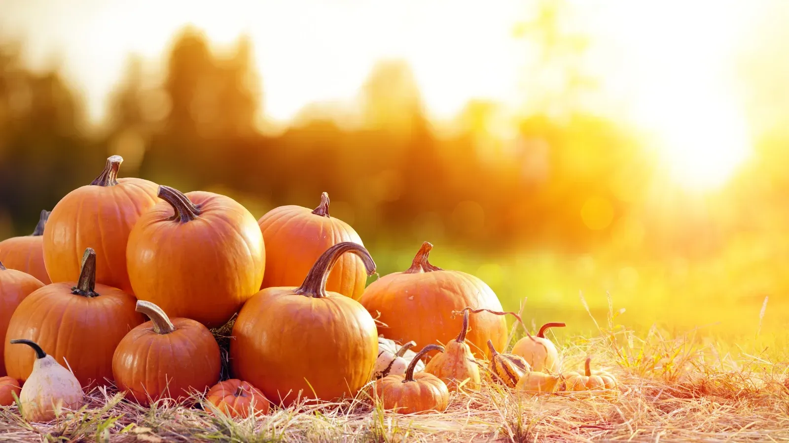 It's Pumpkin Season and These Are the Recipes to Fully Get Into the Vibe