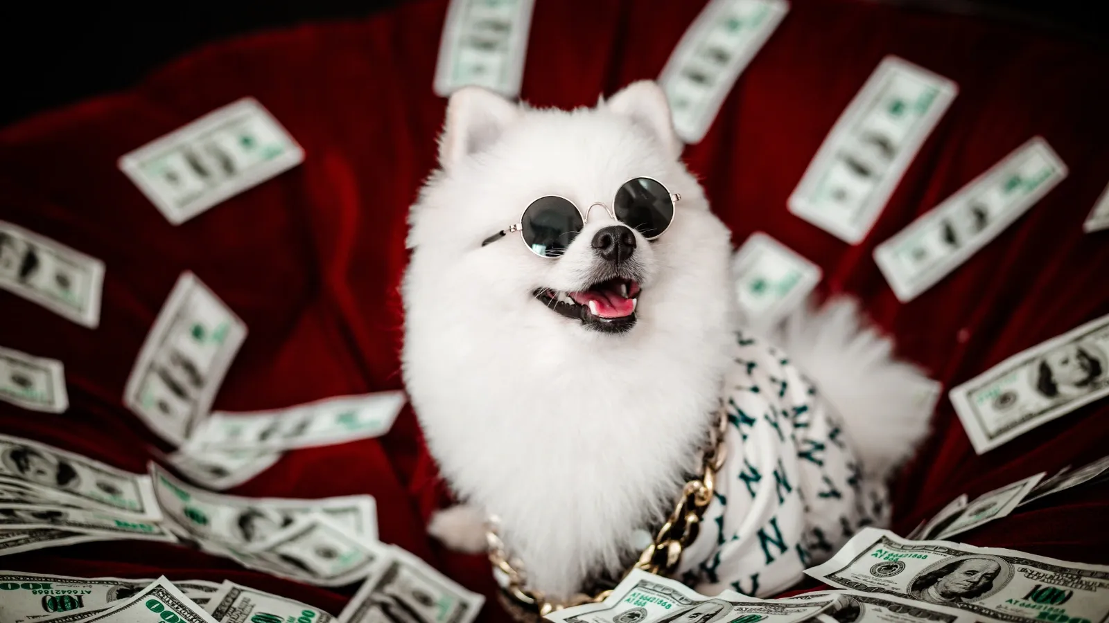 pomeranian dog around money
