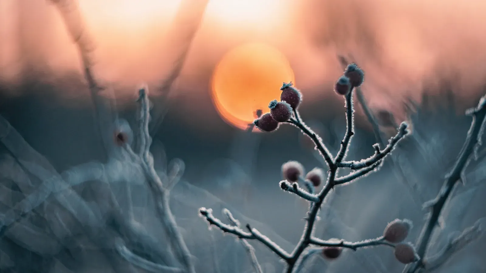 Winter Solstice Wellness: Embracing the Season's Natural Rhythm